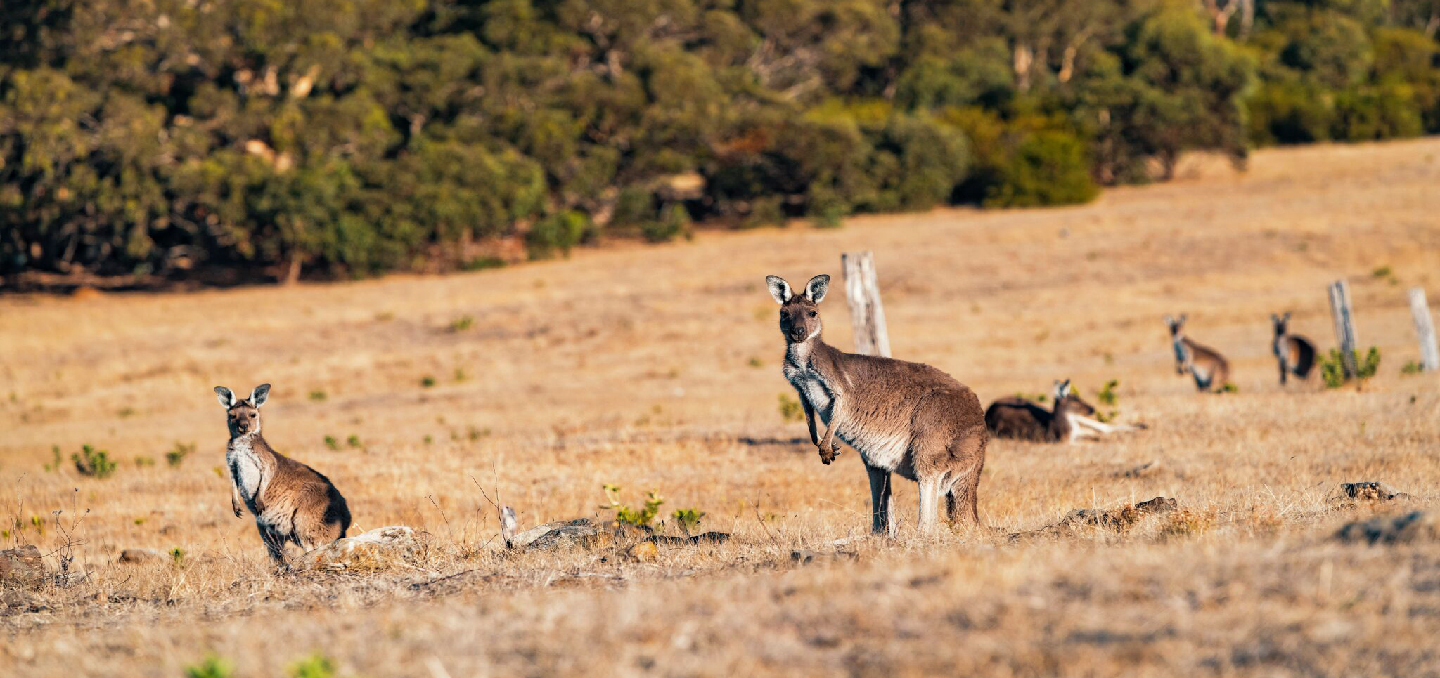 Wildlife_Kangaroos-01
